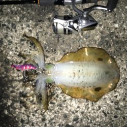 アオリイカ渋い